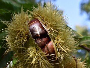 Aydın Kestanesi, çalıştayda konuşulacak