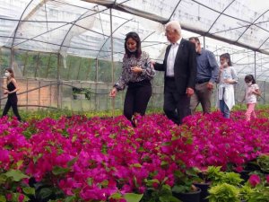 Muğla’da üretilen çiçekler 25 ilin sokaklarını süslüyor