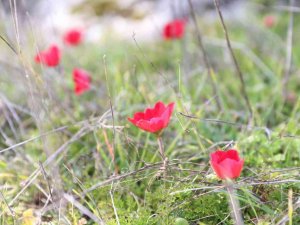 Yatağan’da laleler 1 ay erken açtı