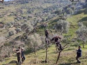 Yenipazar’da proje kapsamında antep fıstığı ağaçlarının budaması yapıldı