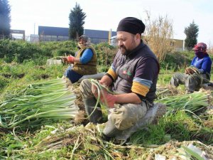 Aydın’da pırasa hasadı başladı, üreticiler de aracılardan dert yandı