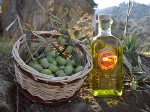 Aydın Ticaret Borsası, Aydın Memecik Zeytinyağı’nı Hatay’da tanıtacak