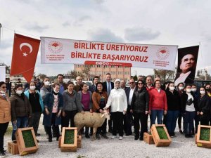 Bodrum ve Milas’ta 70 kadın üreticiye 700 koyun