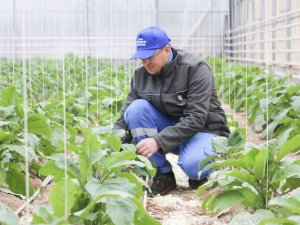 Aydın Büyükşehir’in seralarında Ata Tohumları’yla üretim devam ediyor