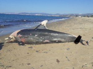 Kuşadası sahilinde nadir görülen deniz canlıları ölü olarak bulundu
