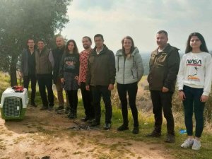 Hakkı Bulut hayranı şahin, doğaya salındı