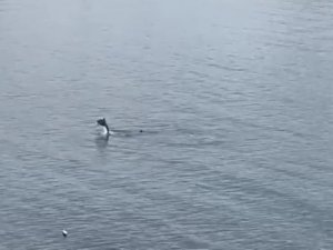 Bodrum’da yunus sürprizi