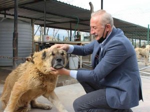 Başkan Atabay’ın can dostlar için yeni projesi hayata geçiyor