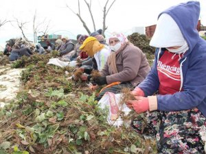 Aydın’da tarım işçileri ödeneği Türkiye ortalamasının altında kaldı