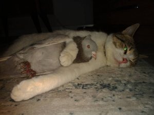 Ezeli düşmanların dostluğu kısa sürdü