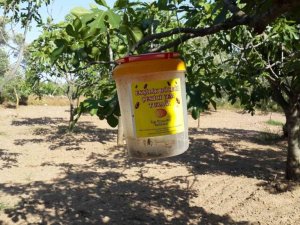 Aydın’da ekşilik böceği ile mücadele devam ediyor