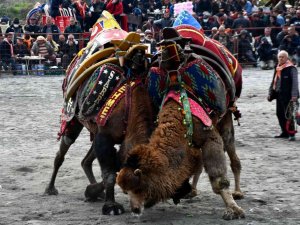 Söke 7. Geleneksel Deve Güreşi Festivali yoğun ilgi gördü
