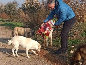 Efeler İlçe Tarım ve Orman Müdürlüğü ekipleri sokak hayvanlarını unutmadı