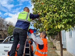 Kaldırımlardaki turunçlar reçel olacak