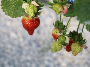 Çilek sektörü Aydın’da masaya yatırılacak