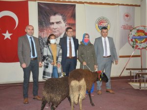Muğlalı kadın üreticilere küçükbaş hayvan desteği