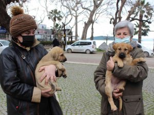 Balıkesir Büyükşehir Belediyesine ait VETBÜS Erdek’ e geldi