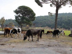 Onlar sadece süt veren inek değil, aynı zamanda ormanları yangınlardan koruyan görevliler