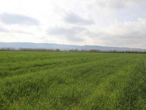 Didim’de buğdaylar yeşermeye başladı