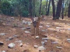 Aydın’daki yaban hayatı görüntülendi