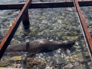 Kameralara adeta poz verdi