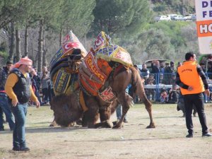 Köşk’te 170 deve kıran kırana güreşti