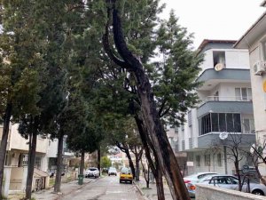 Menteşe’de tehlike arz eden ağaçlar kesiliyor