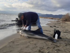 Başkan Sürücü, karaya vuran çizgili yunusu inceledi
