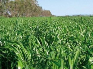 Aydın’da çiftçilere 90 milyonluk destek ödemesi başladı