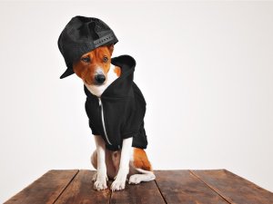 Birbirinden Güzel Köpek Kıyafetleri