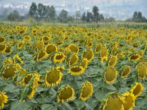 Aydın’da 4 ilçeye ayçiçek desteği verilecek