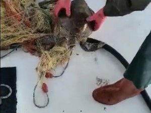 Yavru kaplumbağa ağa takıldı