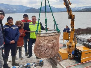 Avrupa’nın alabalığı bu barajdan gidiyor