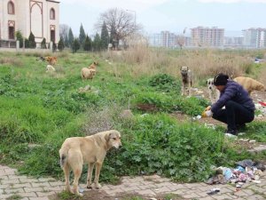 Zeybek mahallesinin en büyük sorunu sokak köpekleri oldu