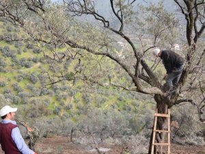 Köşk Belediyesi zeytinlikleri bakıma aldı