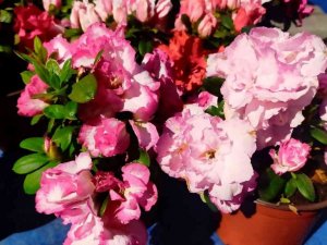 Tarihi Salı Pazarı çiçeklerle renklendi