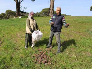 Çam fıstığı üreticilerinin ’tapu’ talebi