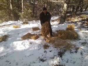 Yaban hayvanları için yem