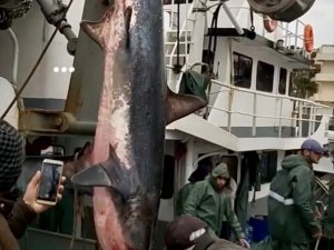 Didimli balıkçıların ağına köpekbalığı takıldı