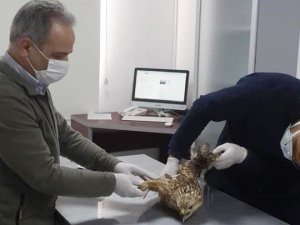 Yaralı şahin tedavi altına alındı