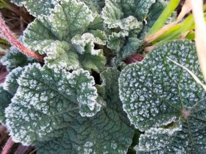 Aydın’da zirai don bekleniyor