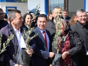 Konser gelirleri zeytin ağacına dönüştü