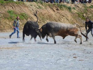Koçarlı Boğa Güreşi Festivali renkli görüntülerle başladı