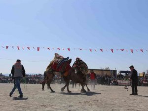 Efeler Deve Güreşi Festivali’ne yoğun ilgi