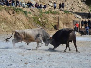 Koçarlı Boğa Güreşi Festivali renkli görüntülere sahne oldu
