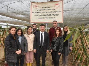 Efeler Kaymakamı Şahin pitaya üreticileri ile görüştü