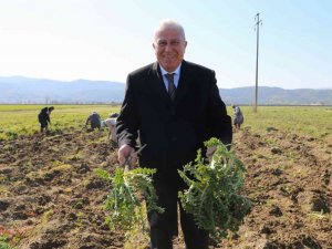 Efeler’de şevketi bostanların ilk hasadını Başkan Atay yaptı