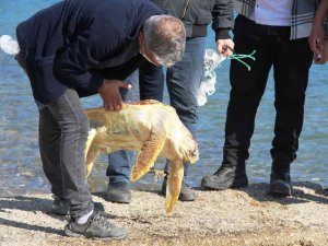 Ölü caretta caretayı görenler şoke oldu