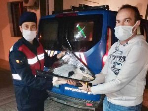 Yorgun düşen pelikanı Jandarma kurtardı