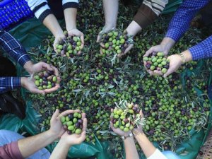 Muğla’daki zeytin verimsizliği masaya yatırıldı